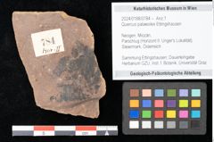 Foto (Objekt + Etikett) von Quercus palaeoilex Ettingshausen (NHMW-GEO-2024-0188-0784)